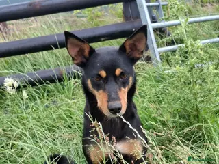 Australian Kelpie dogs Beautiful kelpie puppies for sale - Advert 1
