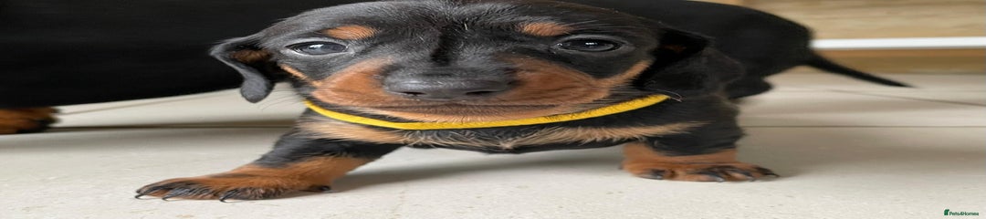 Miniature Dachshund Puppy 4