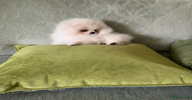Pomeranian dogs - Advert 7