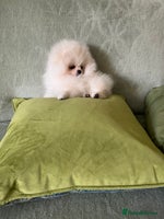 Pomeranian dogs - Advert 3