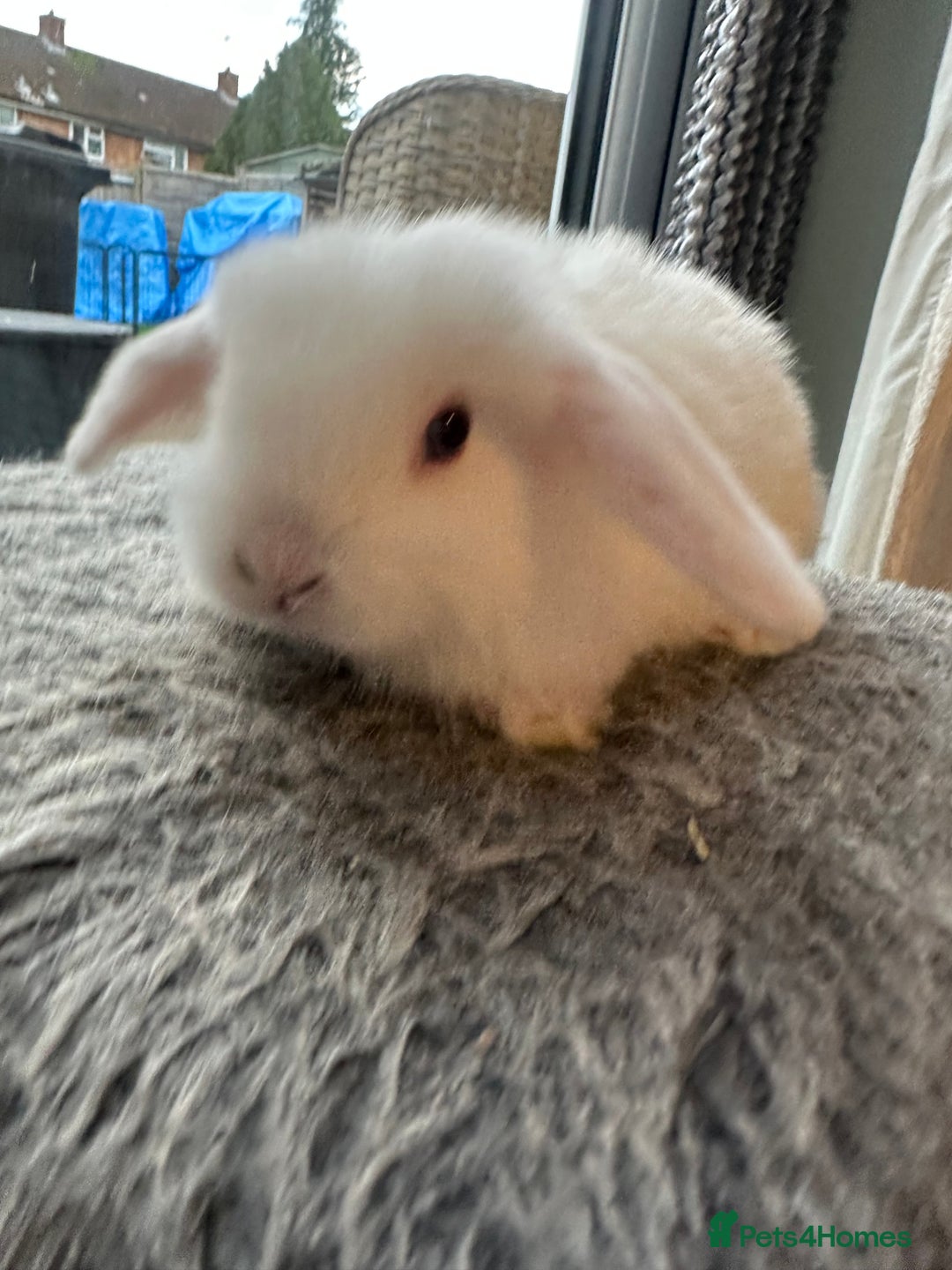 Mini Lop rabbits for sale: Lovely pair of mini lops. - Advert 5