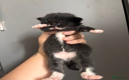 Ragdoll cats for sale: RagDoll/Tabby kittens  - Image 7