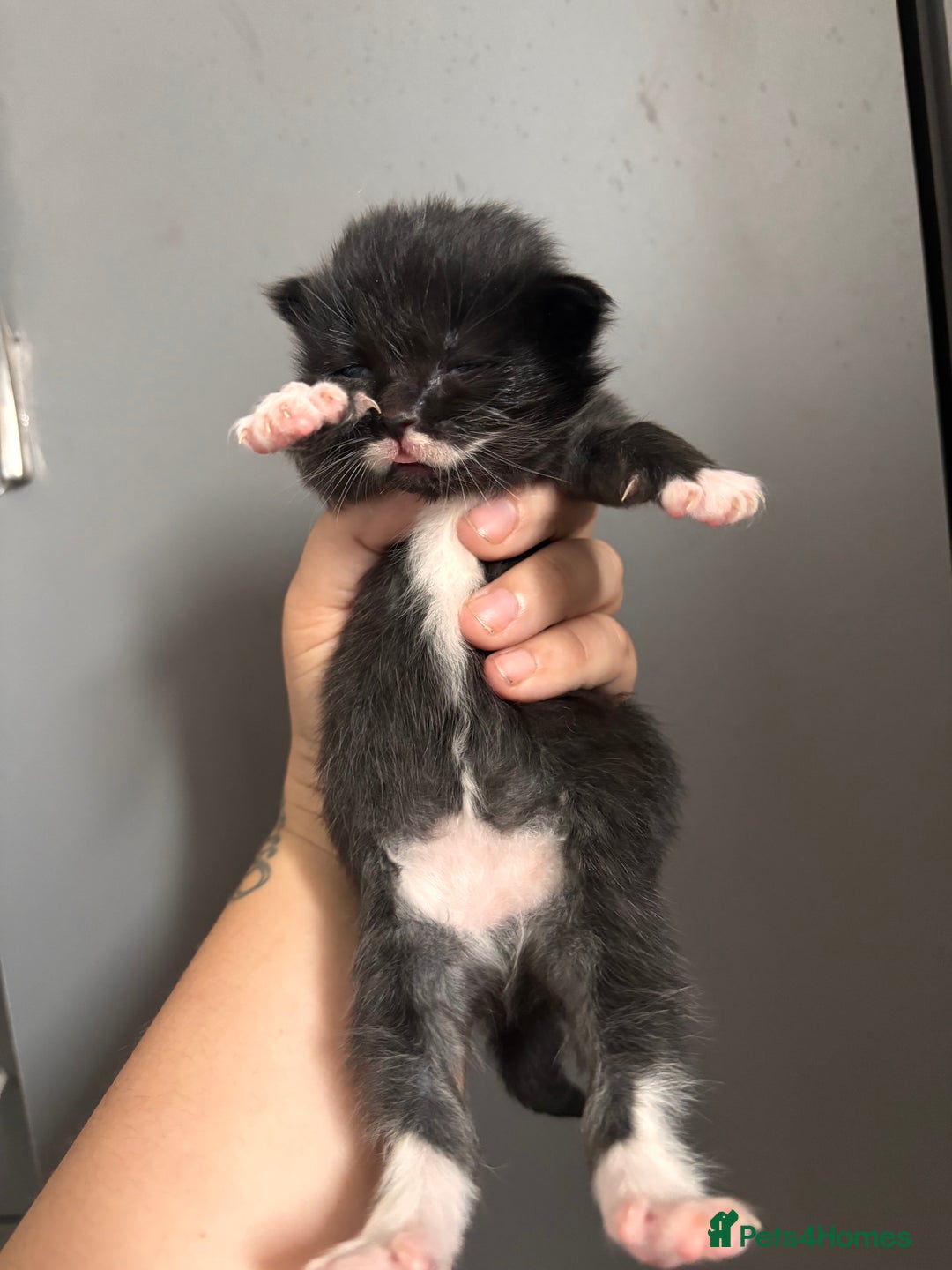 Ragdoll cats for sale: RagDoll/Tabby kittens  - Image 7