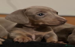 Dachshund dogs for sale: Beautiful Isabella pups exceptional quality  - Image 3