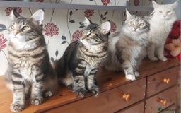 Maine Coon cats for sale: Purebred Maincoon kittens - Image 2