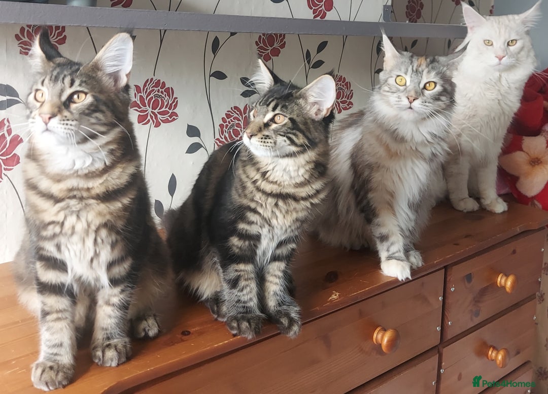 Maine Coon cats for sale: Purebred Maincoon kittens - Image 2