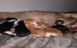 Ragdoll cats for sale: Torti ragdoll x  - Image 2