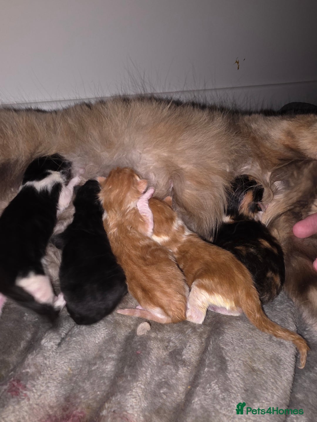 Ragdoll cats for sale: Torti ragdoll x  - Image 2