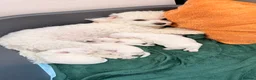 Bichon Frise dogs for sale: Bichon Frise 3 males 1 female in Ipswich - Advert 6