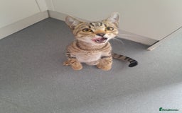 Domestic Shorthair cats for sale: 2 Beautiful boys need rehoming - Image 9