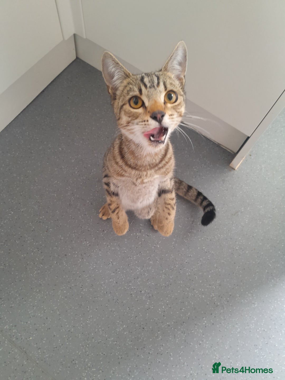 Domestic Shorthair cats for sale: 2 Beautiful boys need rehoming - Image 9