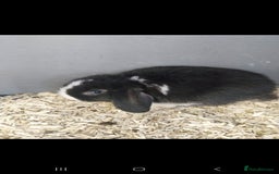 Mini Lop rabbits for sale: Mini lop rabbits  - Image 10