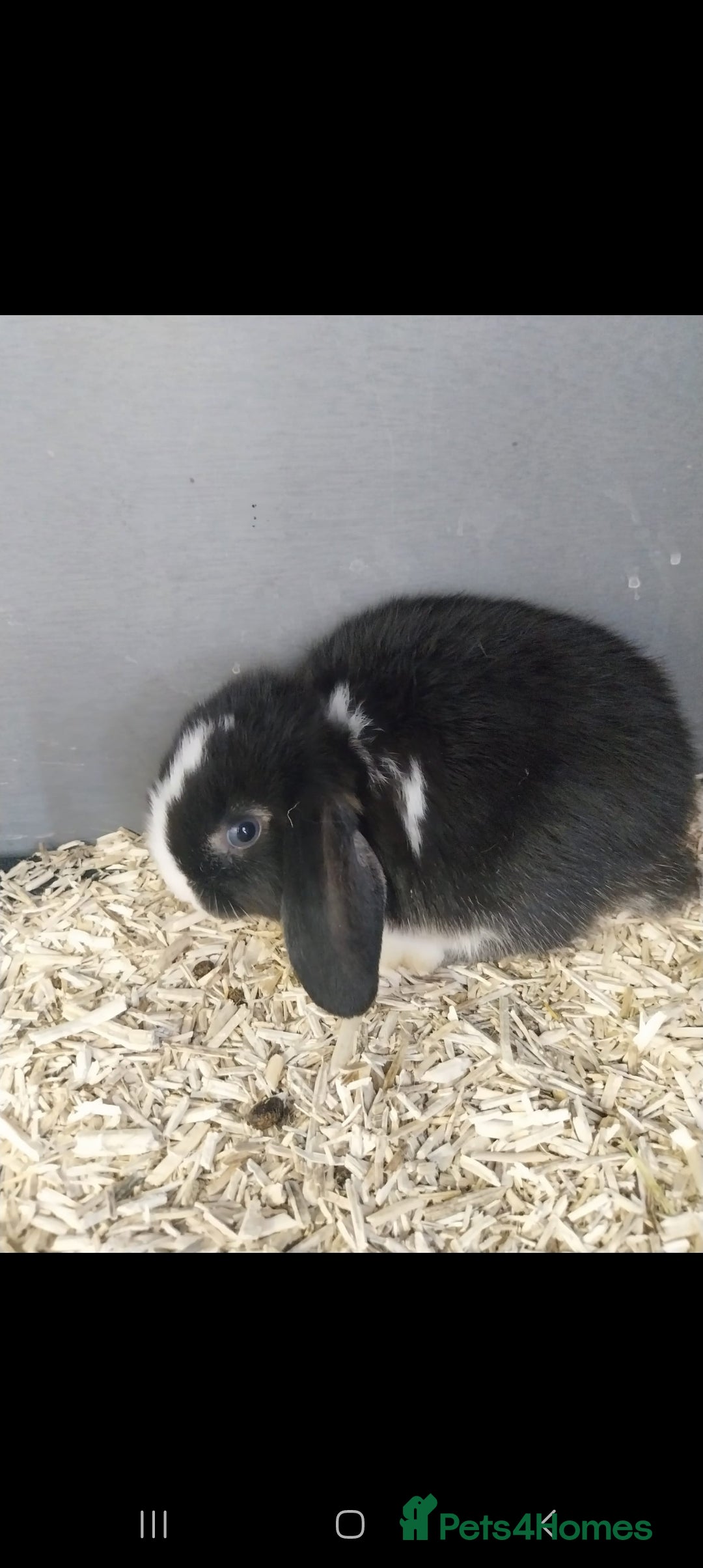 Mini Lop rabbits for sale: Mini lop rabbits  - Image 10