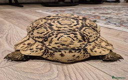 Tortoise reptiles for sale: Leopard Tortoise - Image 7