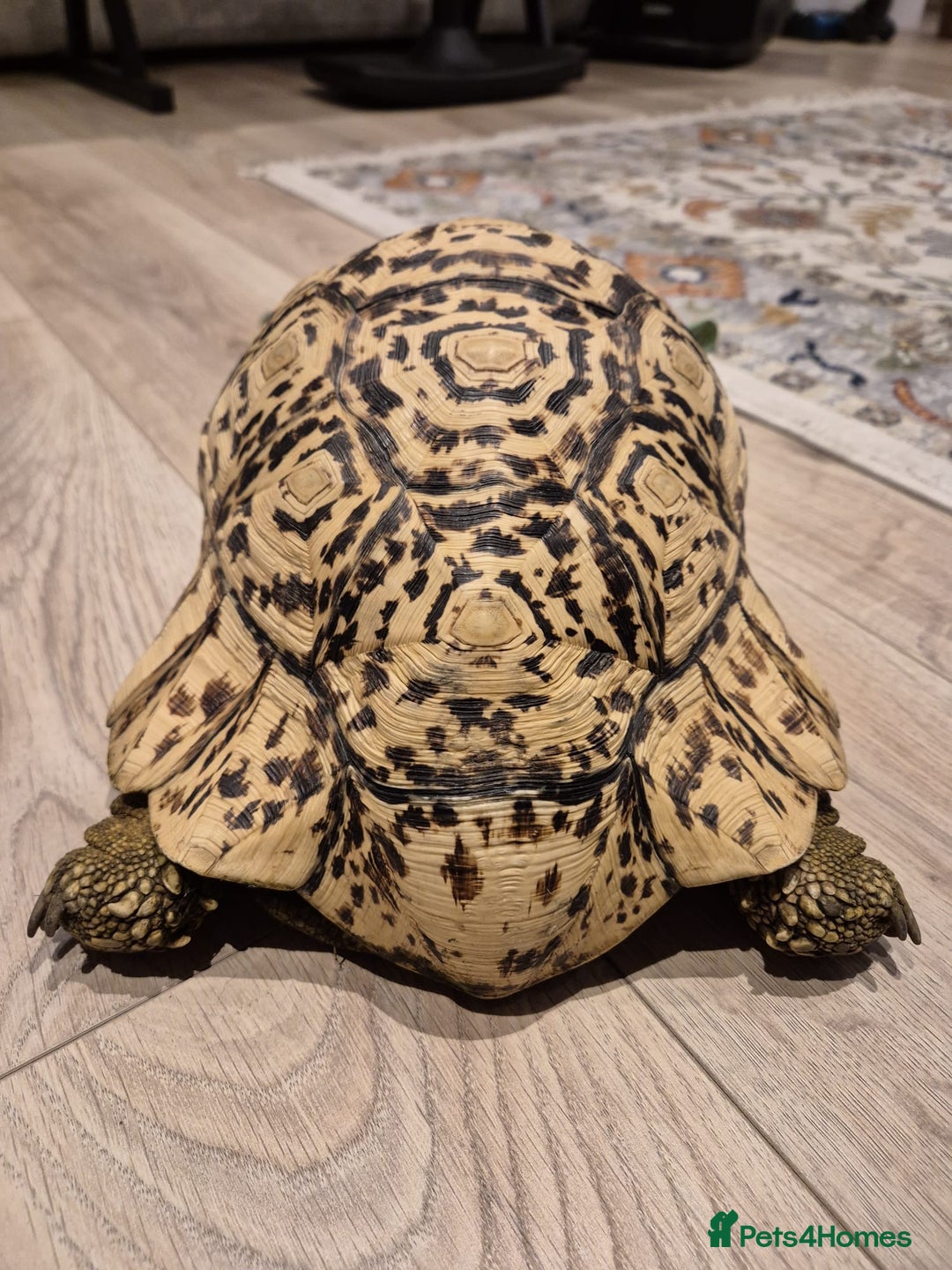 Tortoise reptiles for sale: Leopard Tortoise - Image 7