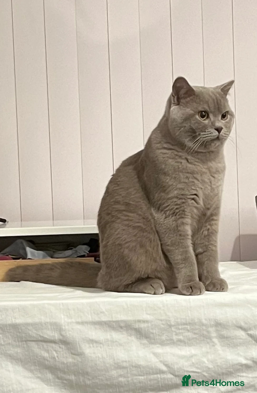 British Shorthair cats for stud: 🐈‍⬛ GIZZY THE STUD 🐈‍⬛ GCCF AND TICA REGISTERED  in Solihull - Advert 37