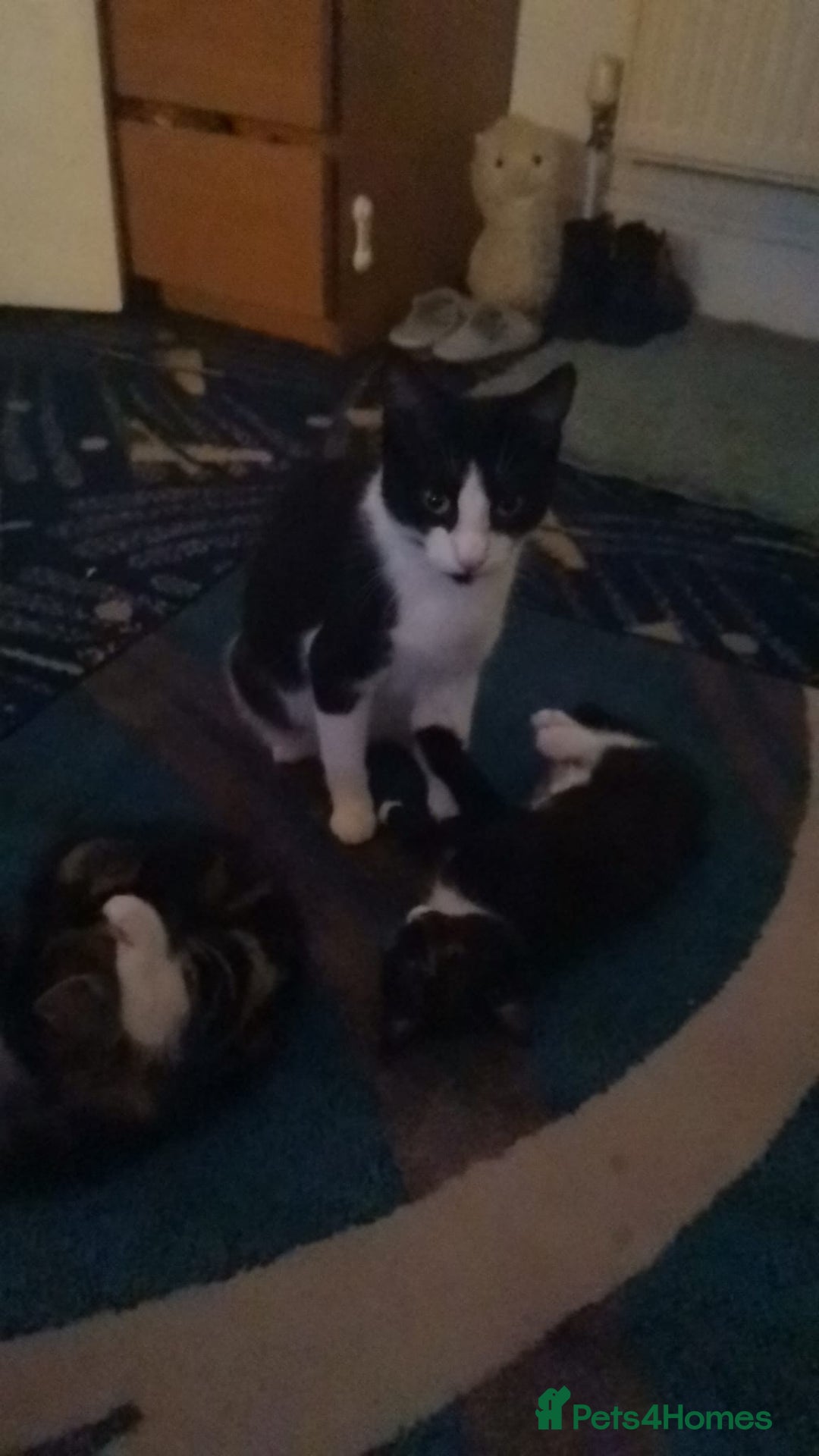 Mixed Breed cats for sale: Mixed bread 4 lovely kittens - Advert 3