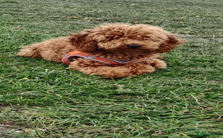 Toy Poodle dogs - Advert 12