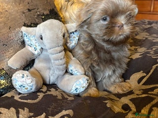 Shih Tzu dogs 4 beautiful stunning lilac shih tzu puppies - Advert 6