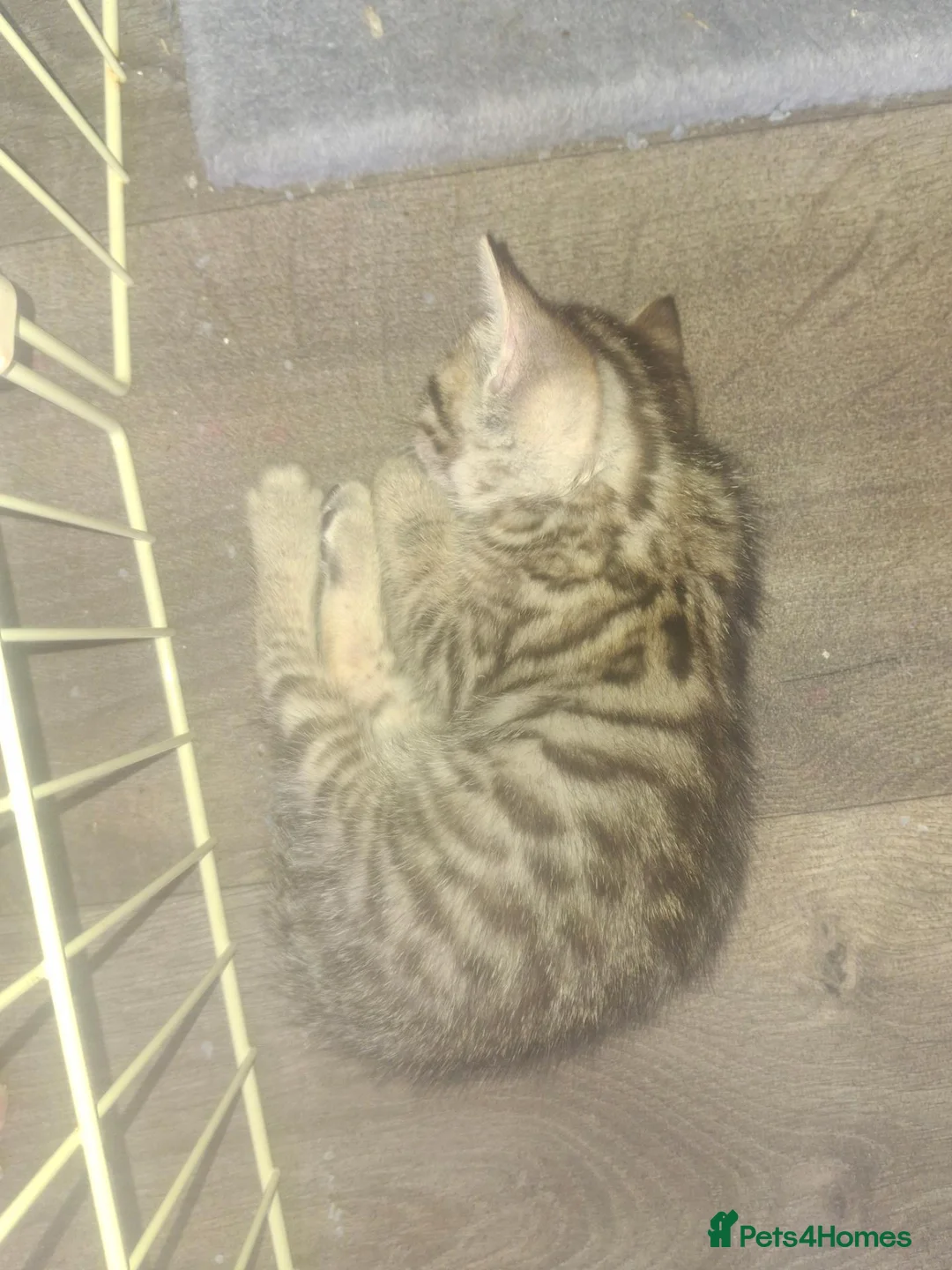 Bengal cats for sale: Bengal babies ready now - Advert 19