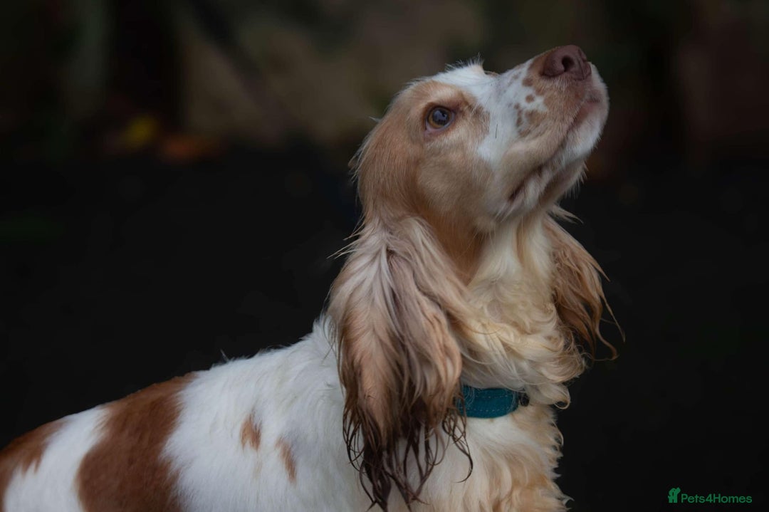 Cocker Spaniel dogs for sale: Show type Cocker Spaniel puppies - Advert 13