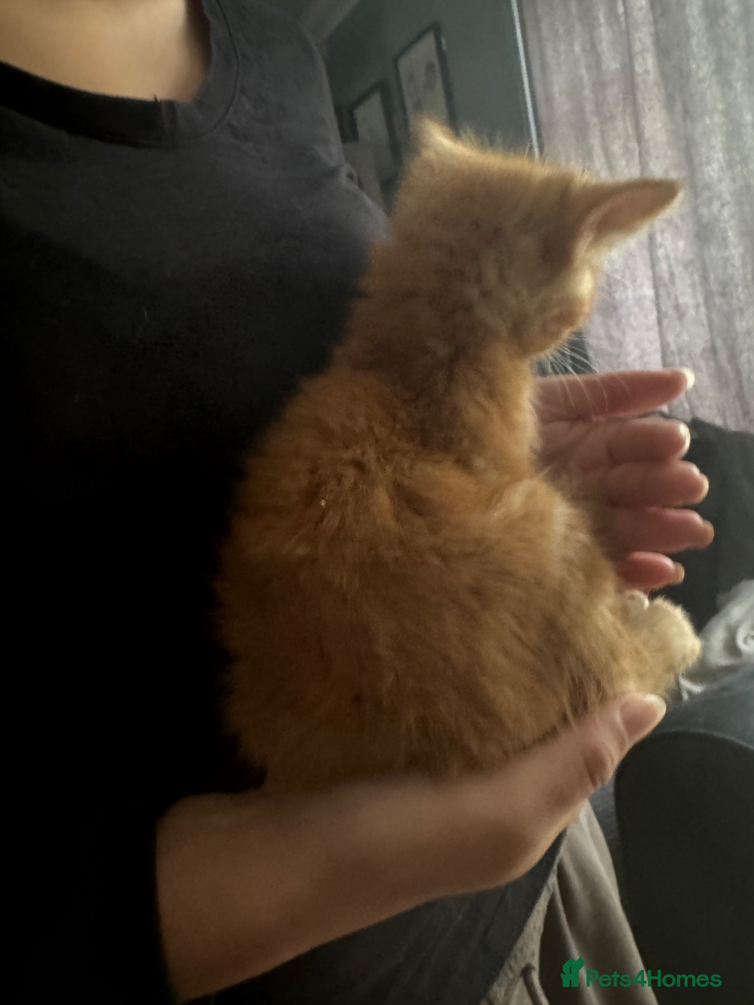 Domestic Shorthair cats for sale: Beautiful kittens - Advert 6