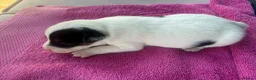 Jack Russell dogs for sale: Parson jack russles 5 boys 2 girls  - Advert 6