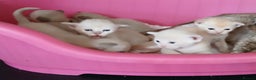 Burmese cats for sale: Red and Chocolate Burmese Babies. GCCF Registered - Advert 2