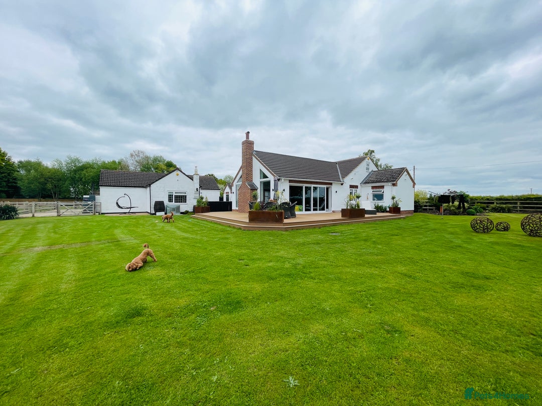 Miniature Poodle dogs for sale: KC HEALTH TEST PUPS - POLICE K9 TRAINER 5* BREEDER - Advert 27