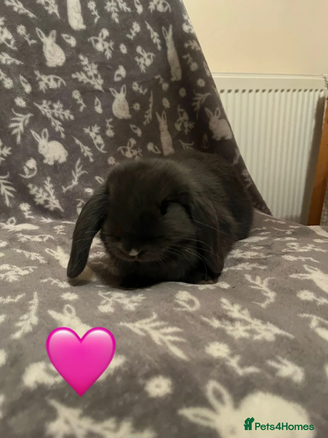 Mini Lop rabbits for sale: Mini Lop Babies in Andover - Advert 1