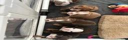 English Bulldog dogs for sale: REDUCED LAST 2 BULLDOG GIRLS ( choc tan) - Advert 16
