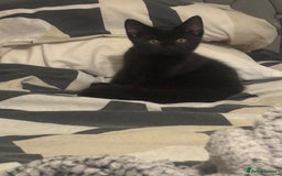 Domestic Shorthair cats for sale: Domestic and BSH Kittens  - Image 14