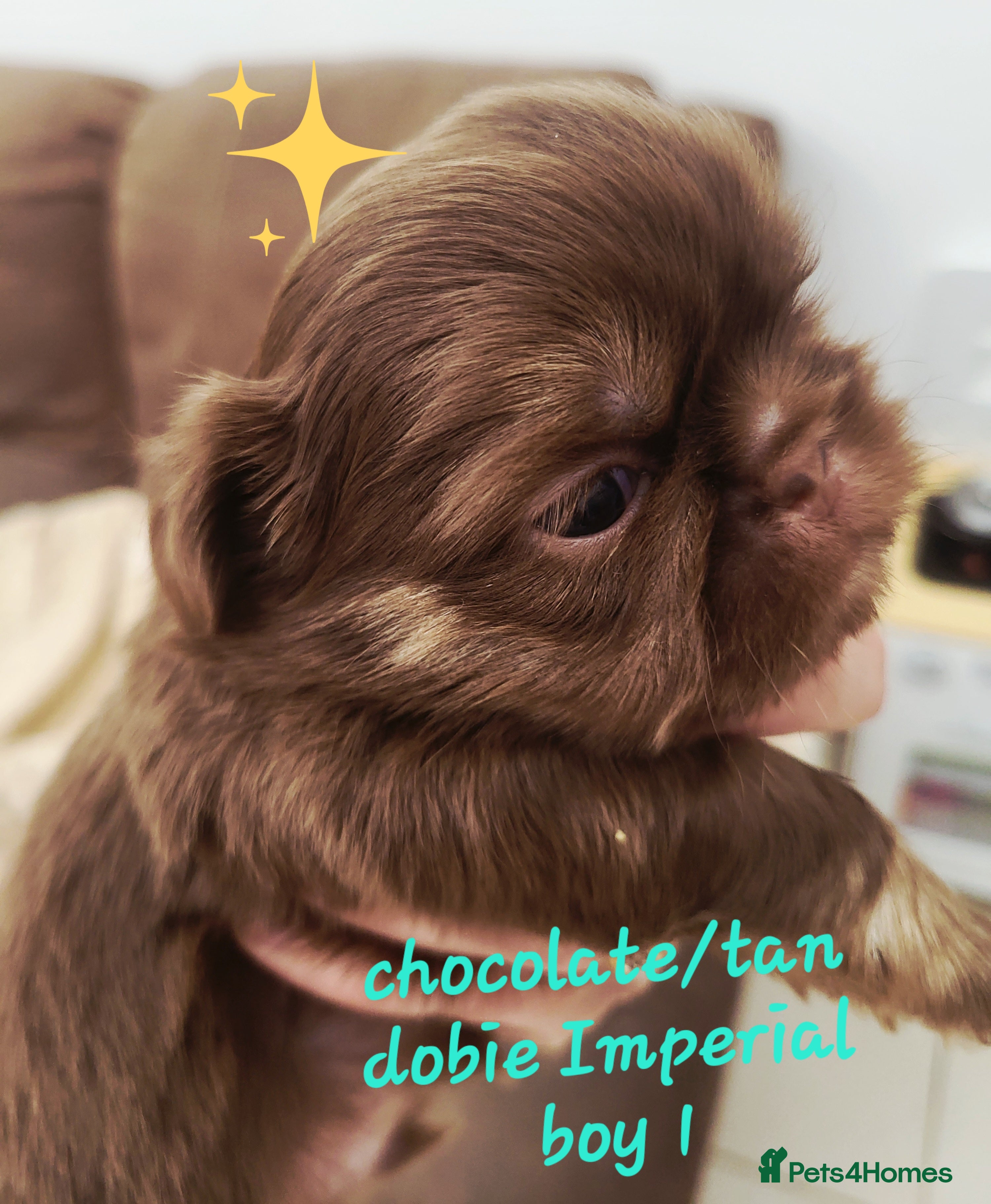 Shih Tzu dogs Quality dobie kc Imperial shih tzu  - Advert 2