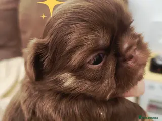 Shih Tzu dogs Quality dobie kc Imperial shih tzu - Advert 2