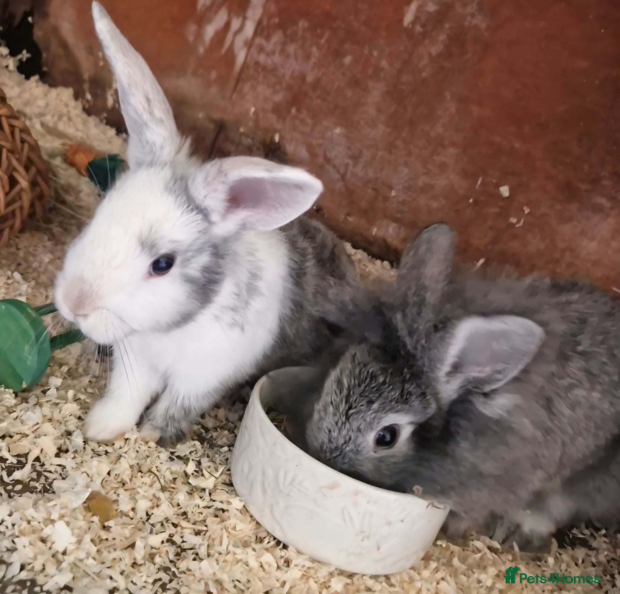 Mixed Breed rabbits Adorable Baby Rabbits Looking for a Forever Home - Advert 1