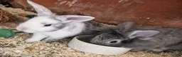 Mixed Breed rabbits for sale: Adorable Baby Rabbits Looking for a Forever Home - Advert 1