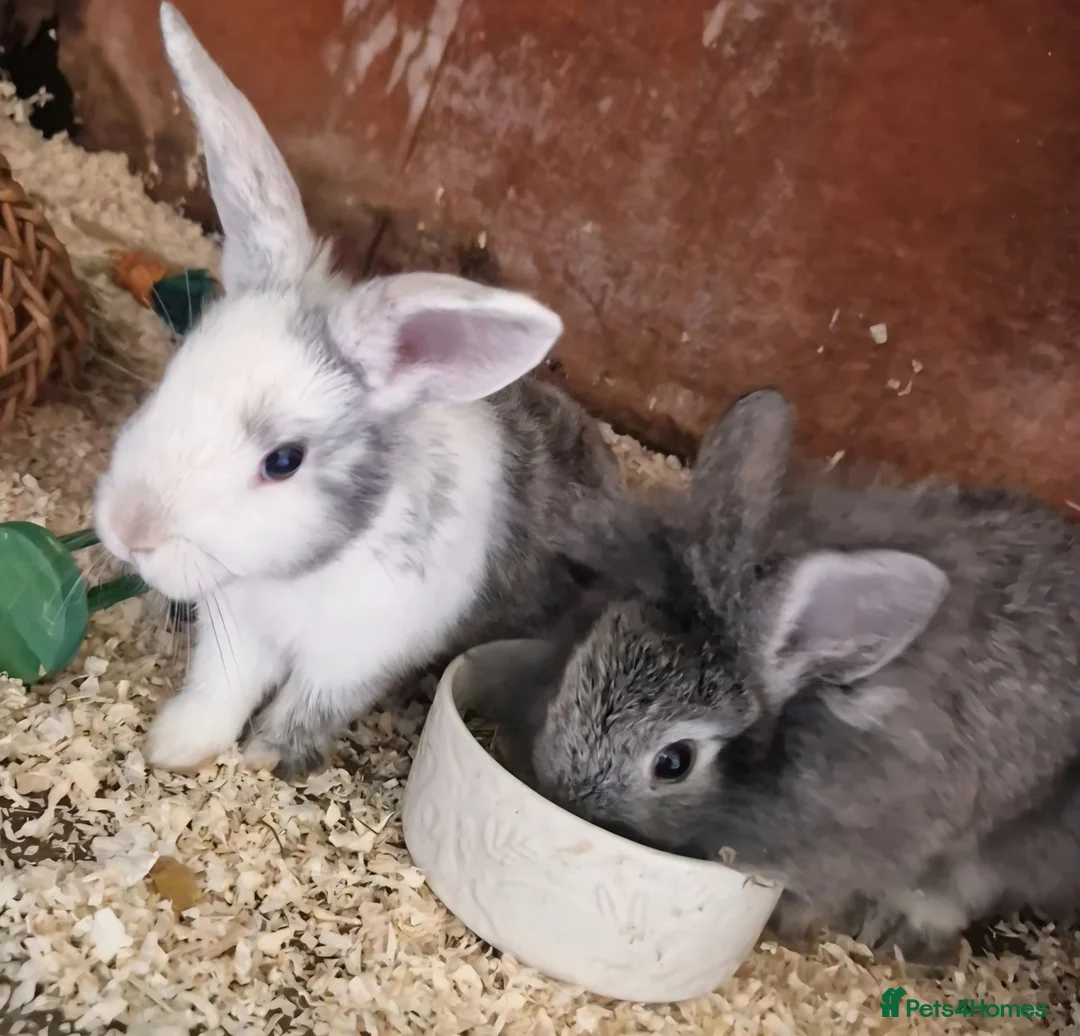Mixed Breed rabbits for sale: Adorable Baby Rabbits Looking for a Forever Home - Advert 1