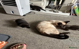 British Longhair cats for sale: Beautiful Black and grey kittens - Image 1