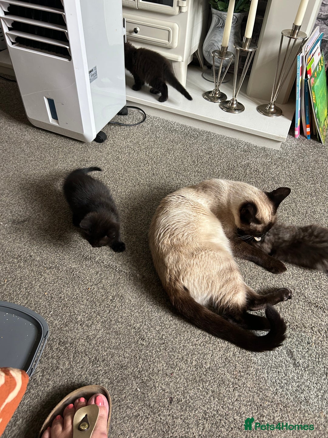 British Longhair cats for sale: Beautiful Black and grey kittens - Image 1