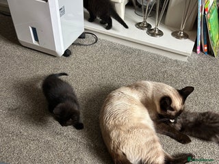 British Longhair cats - Advert 11