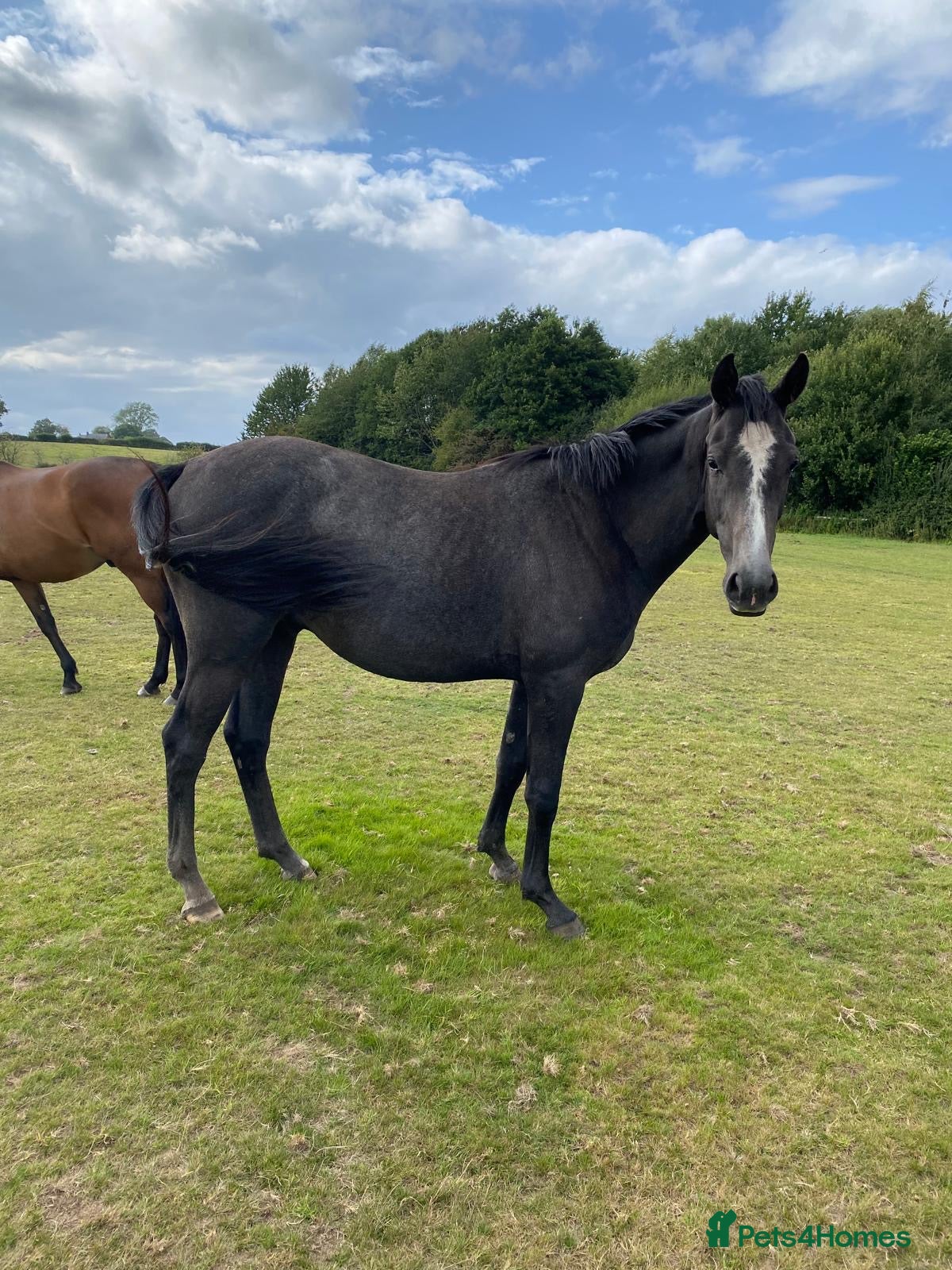 English Warmblood horses Beautiful rising 3 year old - Advert 1