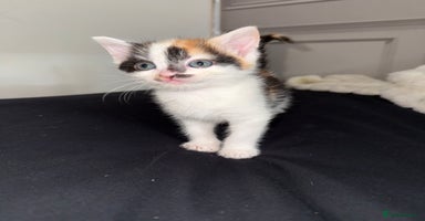 Mixed Breed cats - Advert 3