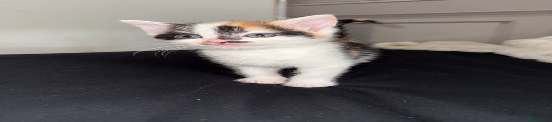 Mixed Breed Kitten 1