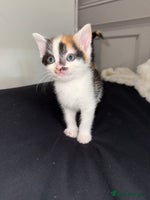 Mixed Breed cats - Advert 3