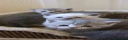Scottish Fold cats for sale:  BRITISH & SCOTTISH SHORTHAIR KITTENS 🐾 - Advert 4