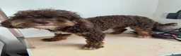 Toy Poodle dogs for sale: Toy poodle girl - Advert 4