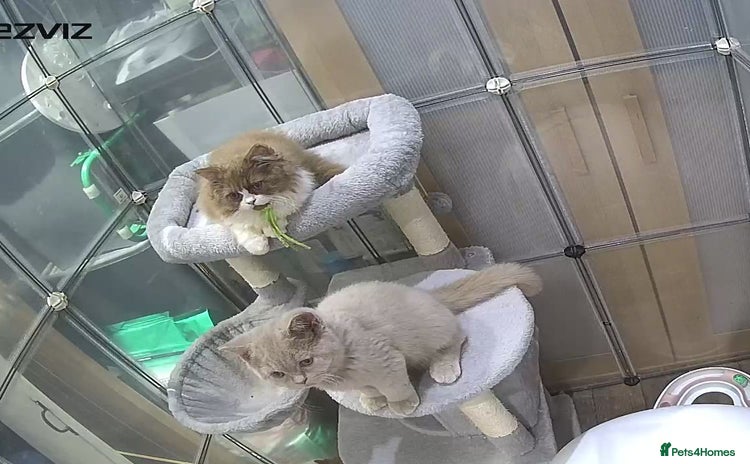British Longhair cats - Advert 7