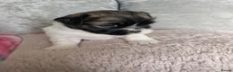 Shih Tzu dogs for sale: Shih Tzu puppys in Woodbridge - Advert 3