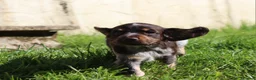 Cocker Spaniel dogs for sale: Kc registered working cockers  - Advert 34