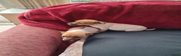 Jack Russell dogs for sale: Four jack russle puppies for sale  - Advert 7